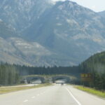 Bear Crossing (Near Banff)