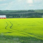 Farm Scene in Rural Rocky View – Near Cochrane