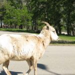 Mountain Goat – Waterton National Parks