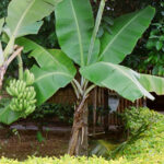 Banana Tree at the Polynesian Cultural Center, Honolulu