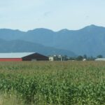 Near Abbostsford – Fraser Valley