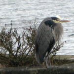 A Herron – Oak Bay – Vancouver Island