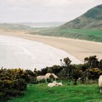 Lambs on the Gower Peninsula (Welsh: GÅµyr) – The Gower Peninsula is located on the south west coast of Wales, on the north side of the Bristol Channel in the southwest of the historic county of Glamorgan.