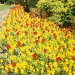 Summer flowers and red tulips at Beacon Hill Park, Victoria