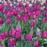 Purple Tulips with rain drops – Butchart Gardens, Victoria