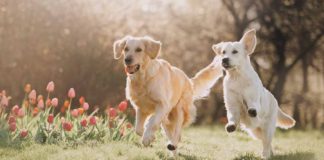 Awesome Exercise Buddy