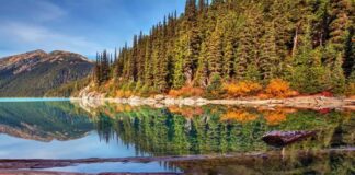 Happy Thanksgiving – NEW Site is LIVE